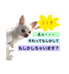 白チワワ ピノ子さん 2nd（個別スタンプ：10）