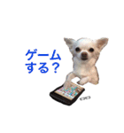 白チワワ ピノ子さん 2nd（個別スタンプ：12）