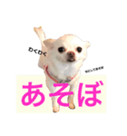 白チワワ ピノ子さん 2nd（個別スタンプ：15）