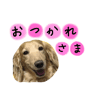 ダックス2！（個別スタンプ：2）