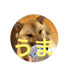 柴犬の銀次郎（個別スタンプ：2）