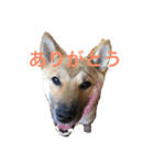柴犬の銀次郎（個別スタンプ：3）