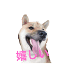 柴犬の銀次郎（個別スタンプ：4）