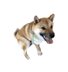 柴犬の銀次郎（個別スタンプ：5）