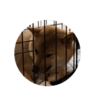 柴犬の銀次郎（個別スタンプ：7）