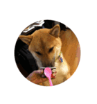 柴犬の銀次郎（個別スタンプ：8）