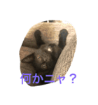まめちゃんすたんぷ（個別スタンプ：1）