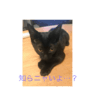 まめちゃんすたんぷ（個別スタンプ：13）