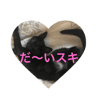 まめちゃんすたんぷ（個別スタンプ：16）