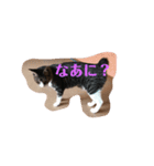 きじこたち（個別スタンプ：1）