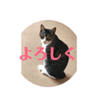 きじこたち（個別スタンプ：3）