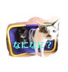 きじこたち（個別スタンプ：5）