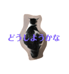 きじこたち（個別スタンプ：6）