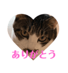 きじこたち（個別スタンプ：8）