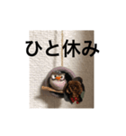 プラスの言葉 フクロウ（個別スタンプ：8）