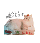 ウチのboss（個別スタンプ：13）