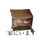 ウチのboss（個別スタンプ：16）
