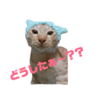 雪慶ニャーズ コラボ1（個別スタンプ：1）