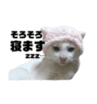 雪慶ニャーズ コラボ1（個別スタンプ：2）