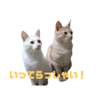 雪慶ニャーズ コラボ1（個別スタンプ：5）