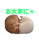 雪慶ニャーズ コラボ1（個別スタンプ：7）
