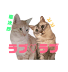雪慶ニャーズ コラボ1（個別スタンプ：8）