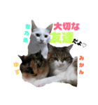 雪慶ニャーズ コラボ1（個別スタンプ：9）