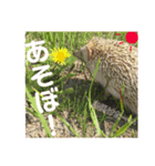 ハリネズミのたわしさん（個別スタンプ：2）