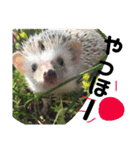 ハリネズミのたわしさん（個別スタンプ：11）