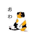 ねこ活（個別スタンプ：26）