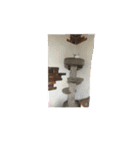 ganbaru cat（個別スタンプ：3）