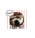 ganbaru cat（個別スタンプ：4）