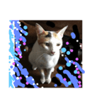 ganbaru cat（個別スタンプ：5）