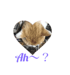 ganbaru cat（個別スタンプ：8）