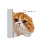 I am Fluffy Cat 2（個別スタンプ：1）