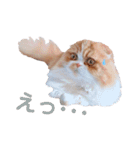 I am Fluffy Cat 2（個別スタンプ：3）