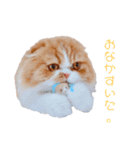 I am Fluffy Cat 2（個別スタンプ：4）