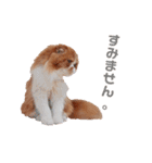I am Fluffy Cat 2（個別スタンプ：5）