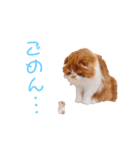 I am Fluffy Cat 2（個別スタンプ：6）