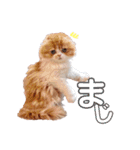 I am Fluffy Cat 2（個別スタンプ：8）
