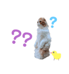 I am Fluffy Cat 2（個別スタンプ：10）