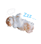 I am Fluffy Cat 2（個別スタンプ：11）