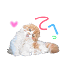 I am Fluffy Cat 2（個別スタンプ：12）