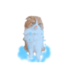 I am Fluffy Cat 2（個別スタンプ：13）