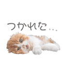I am Fluffy Cat 2（個別スタンプ：16）