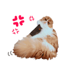 I am Fluffy Cat 2（個別スタンプ：17）