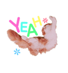 I am Fluffy Cat 2（個別スタンプ：18）
