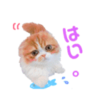 I am Fluffy Cat 2（個別スタンプ：20）