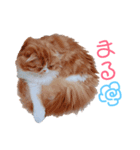 I am Fluffy Cat 2（個別スタンプ：22）