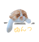 I am Fluffy Cat 2（個別スタンプ：23）